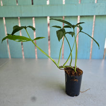 Load image into Gallery viewer, #78 Syngonium Auritum
