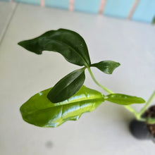 Load image into Gallery viewer, #78 Syngonium Auritum