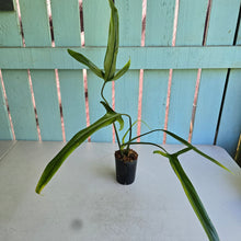 Load image into Gallery viewer, #G15 Philodendron Holtonianum