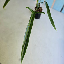 Load image into Gallery viewer, #G15 Philodendron Holtonianum