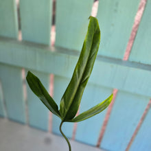 Load image into Gallery viewer, #G15 Philodendron Holtonianum