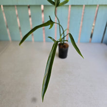 Load image into Gallery viewer, #G15 Philodendron Holtonianum