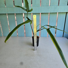 Load image into Gallery viewer, #G15 Philodendron Holtonianum