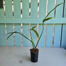 Load image into Gallery viewer, #G15 Philodendron Holtonianum