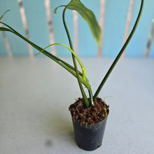 Load image into Gallery viewer, #G15 Philodendron Holtonianum