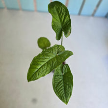 Load image into Gallery viewer, #20 Syngonium Steyermarkii
