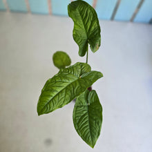 Load image into Gallery viewer, #20 Syngonium Steyermarkii