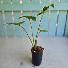 Load image into Gallery viewer, #20 Syngonium Steyermarkii