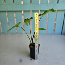 Load image into Gallery viewer, #20 Syngonium Steyermarkii