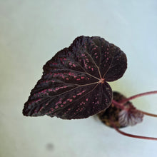 Load image into Gallery viewer, #W20 Begonia Cherry Blossum