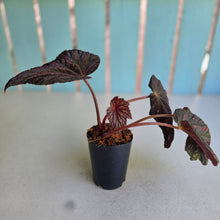 Load image into Gallery viewer, #W20 Begonia Cherry Blossum