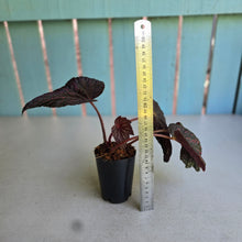 Load image into Gallery viewer, #W20 Begonia Cherry Blossum