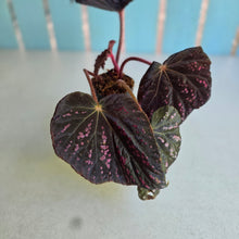 Load image into Gallery viewer, #W20 Begonia Cherry Blossum