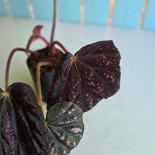 Load image into Gallery viewer, #W20 Begonia Cherry Blossum