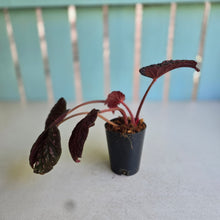 Load image into Gallery viewer, #W20 Begonia Cherry Blossum