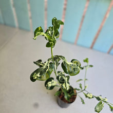 Load image into Gallery viewer, #70 Variegated Gardenia