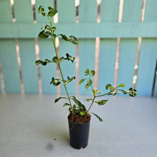 Load image into Gallery viewer, #70 Variegated Gardenia