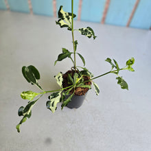 Load image into Gallery viewer, #70 Variegated Gardenia