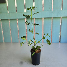 Load image into Gallery viewer, #70 Variegated Gardenia
