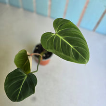 Load image into Gallery viewer, #B16 Philodendron Gloriosum