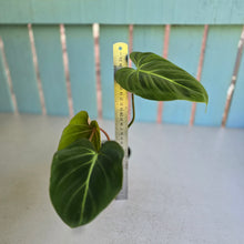 Load image into Gallery viewer, #B16 Philodendron Gloriosum