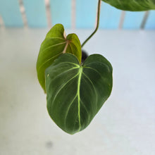 Load image into Gallery viewer, #B16 Philodendron Gloriosum