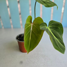 Load image into Gallery viewer, #B16 Philodendron Gloriosum