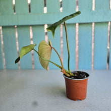 Load image into Gallery viewer, #B16 Philodendron Gloriosum