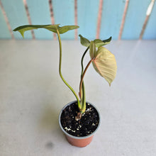 Load image into Gallery viewer, #B16 Philodendron Gloriosum