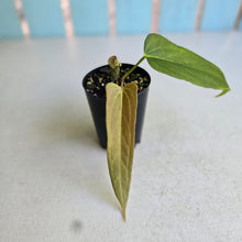 Load image into Gallery viewer, #B65 Anthurium Truncicola x Forgetii