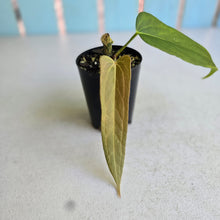 Load image into Gallery viewer, #B65 Anthurium Truncicola x Forgetii