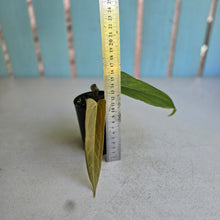 Load image into Gallery viewer, #B65 Anthurium Truncicola x Forgetii
