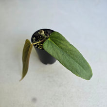 Load image into Gallery viewer, #B65 Anthurium Truncicola x Forgetii