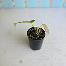 Load image into Gallery viewer, #B65 Anthurium Truncicola x Forgetii