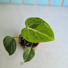 Load image into Gallery viewer, #P2 Variegated Philodendron Gloriosum