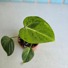 Load image into Gallery viewer, #P2 Variegated Philodendron Gloriosum