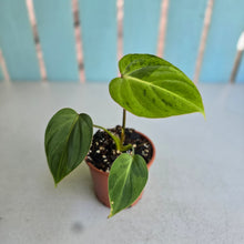 Load image into Gallery viewer, #P2 Variegated Philodendron Gloriosum