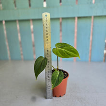Load image into Gallery viewer, #P2 Variegated Philodendron Gloriosum