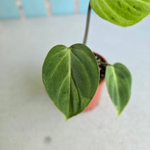 Load image into Gallery viewer, #P2 Variegated Philodendron Gloriosum