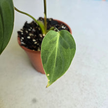Load image into Gallery viewer, #P2 Variegated Philodendron Gloriosum