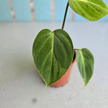 Load image into Gallery viewer, #P2 Variegated Philodendron Gloriosum
