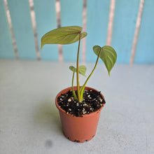 Load image into Gallery viewer, #P2 Variegated Philodendron Gloriosum