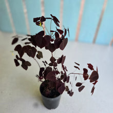 Load image into Gallery viewer, #P54 Oxalis Hedysaroides - Fire Fern