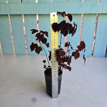Load image into Gallery viewer, #P54 Oxalis Hedysaroides - Fire Fern