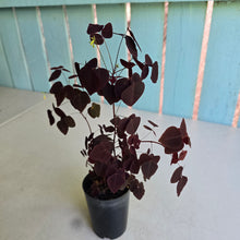 Load image into Gallery viewer, #P54 Oxalis Hedysaroides - Fire Fern