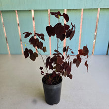 Load image into Gallery viewer, #P54 Oxalis Hedysaroides - Fire Fern