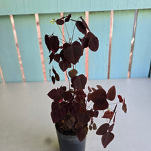 Load image into Gallery viewer, #P54 Oxalis Hedysaroides - Fire Fern