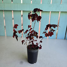 Load image into Gallery viewer, #P54 Oxalis Hedysaroides - Fire Fern