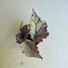 Load image into Gallery viewer, #P56 Begonia Unknown