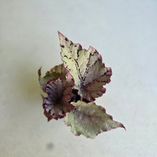Load image into Gallery viewer, #P56 Begonia Unknown